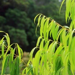 Waterhousea Sweeper - Weeping Lilly Pilly 13 Waterhousea Sweeper - Weeping Lilly Pilly -GARDEN Shop apo sweeper foliage