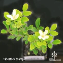 Murraya Sweet Privacy -GARDEN Shop apo sweet privacy isolated