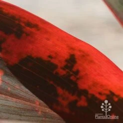 Cordyline Fruticosa Tangelo 28 Cordyline Fruticosa Tangelo -GARDEN Shop apo tangelo closeup