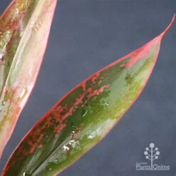 Cordyline Fruticosa Tangelo 25 Cordyline Fruticosa Tangelo -GARDEN Shop apo tangelo leaf