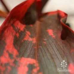 Cordyline Fruticosa Tangelo 20 Cordyline Fruticosa Tangelo -GARDEN Shop apo tangelo leaf close