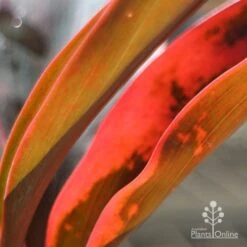 Cordyline Fruticosa Tangelo 17 Cordyline Fruticosa Tangelo -GARDEN Shop apo tangelo leaf colours