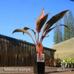Cordyline Fruticosa Tangelo 21 Cordyline Fruticosa Tangelo -GARDEN Shop apo tangelo tubestock blue sky
