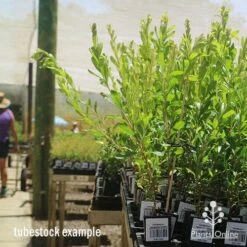 Callistemon Tangerine Dream 14 Callistemon Tangerine Dream -GARDEN Shop apo tangerine dream tall tubestocks