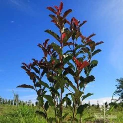 Photinia Thin Red 13 Photinia Thin Red -GARDEN Shop apo thin red habit blue sky