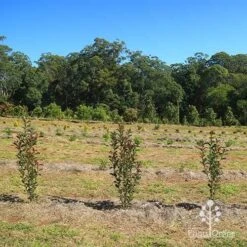 Photinia Thin Red 19 Photinia Thin Red -GARDEN Shop apo thin red nursery hedge 2