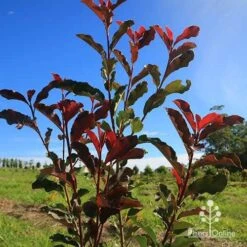 Photinia Thin Red 15 Photinia Thin Red -GARDEN Shop apo thin red nursery planting