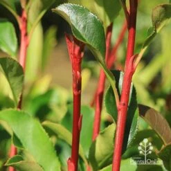 Photinia Thin Red 16 Photinia Thin Red -GARDEN Shop apo thin red red stems 2