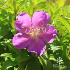 GARDEN Shop -GARDEN Shop apo tibouchina allure flower