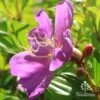 Tibouchina Allure -GARDEN Shop apo tibouchina allure flower side