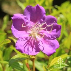 Tibouchina Allure -GARDEN Shop apo tibouchina allure flower2