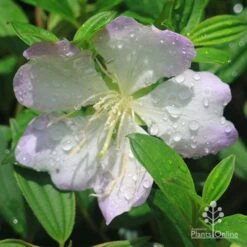 Tibouchina Chameleon 21 Tibouchina Chameleon -GARDEN Shop apo tibouchina chameleon flower