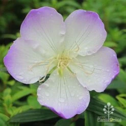 Tibouchina Illusion 20 Tibouchina Illusion -GARDEN Shop apo tibouchina illusion flower perfect