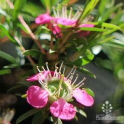 Leptospermum Tickled Pink -GARDEN Shop apo tickled pink close