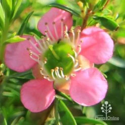 Leptospermum Tickled Pink -GARDEN Shop apo tickled pink flower close 1