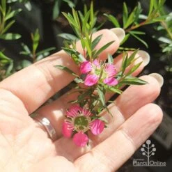 Leptospermum Tickled Pink -GARDEN Shop apo tickled pink flower size
