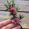 Leptospermum Tickled Pink -GARDEN Shop apo tickled pink flower size 1