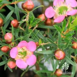 Leptospermum Tickled Pink -GARDEN Shop apo tickled pink leptospermum flower buds 1