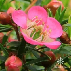 Leptospermum Tickled Pink -GARDEN Shop apo tickled pink leptospermum flower close 1