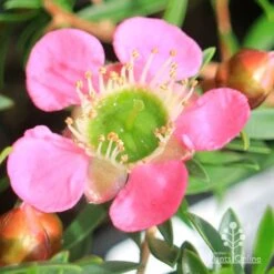 Leptospermum Tickled Pink -GARDEN Shop apo tickled pink leptospermum flower closeup 1