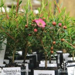 Leptospermum Tickled Pink -GARDEN Shop apo tickled pink leptospermum tubestock plants 1