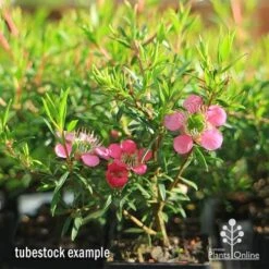 Leptospermum Tickled Pink -GARDEN Shop apo tickled pink tubestock 3 flowers 1