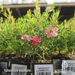 Leptospermum Tickled Pink -GARDEN Shop apo tickled pink tubestock flowers 1