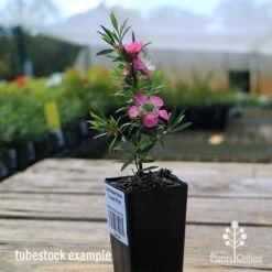 Leptospermum Tickled Pink -GARDEN Shop apo tickled pink tubestock in flower