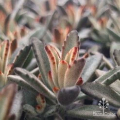 Kalanchoe Tomentosa – Panda Plant - Succulent -GARDEN Shop apo tomentosa chocolate