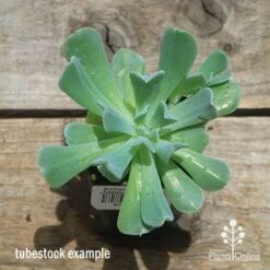Echeveria Topsy Turvy - Succulent 13 Echeveria Topsy Turvy - Succulent -GARDEN Shop apo topsy tubestock top