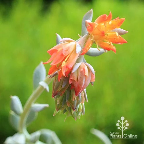 Echeveria Topsy Turvy - Succulent 2 Echeveria Topsy Turvy - Succulent - Image 2