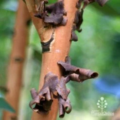 Tristaniopsis Luscious - Water Gum -GARDEN Shop apo tristaniopsis bark peel