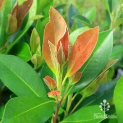 Tristaniopsis Luscious - Water Gum -GARDEN Shop apo tristaniopsis luscious winter new leaf