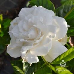 Gardenia True Love 9 Gardenia True Love -GARDEN Shop apo true love gardenia full open