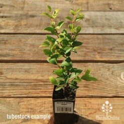 Acmena Allyn Magic 16 Acmena Allyn Magic -GARDEN Shop apo tubestock allyn magic green