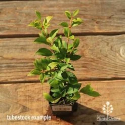 Acmena Allyn Magic 14 Acmena Allyn Magic -GARDEN Shop apo tubestock allyn magic green top