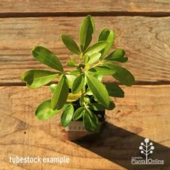 Choisya - Mexican Orange Blossom -GARDEN Shop apo tubestock choisya top