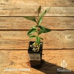 Grevillea Deua Flame 22 Grevillea Deua Flame -GARDEN Shop apo tubestock grevillea deua flame