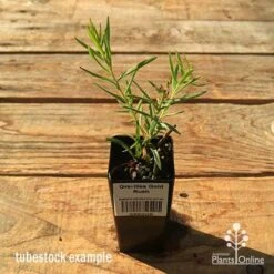 Grevillea Gold Rush -GARDEN Shop apo tubestock grevillea gold rush