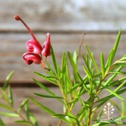 Grevillea Liliane -GARDEN Shop apo tubestock grevillea liliane flower close