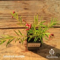 Grevillea Liliane -GARDEN Shop apo tubestock grevillea liliane top
