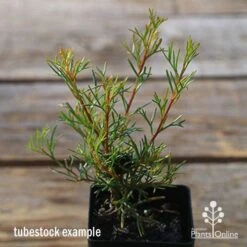 Grevillea Mini Marvel 27 Grevillea Mini Marvel -GARDEN Shop apo tubestock grevillea mini marvel close