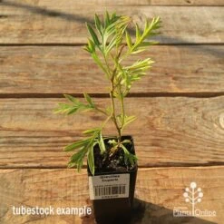 Grevillea Superb 12 Grevillea Superb -GARDEN Shop apo tubestock grevillea superb