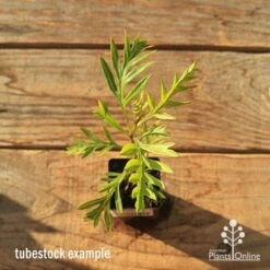 Grevillea Superb 15 Grevillea Superb -GARDEN Shop apo tubestock grevillea superb top
