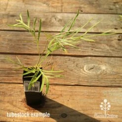 Grevillea Yamba Sunshine -GARDEN Shop apo tubestock grevillea yamba sunshine