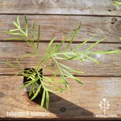 Grevillea Yamba Sunshine -GARDEN Shop apo tubestock grevillea yamba sunshine top