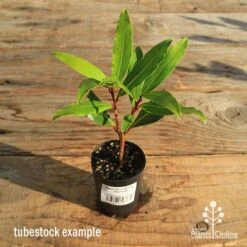Laurus Nobilis - Bay Tree -GARDEN Shop apo tubestock laurus bay tree