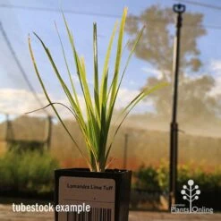 Lomandra Lime Tuff -GARDEN Shop apo tubestock lomandra lime tuff nursery