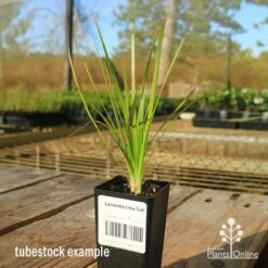 Lomandra Lime Tuff -GARDEN Shop apo tubestock lomandra lime tuff sky