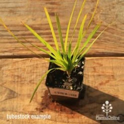 Lomandra Lime Tuff -GARDEN Shop apo tubestock lomandra lime tuff top